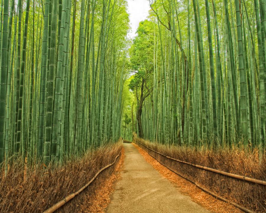 ถนนป่าไผ่ ญี่ปุ่น