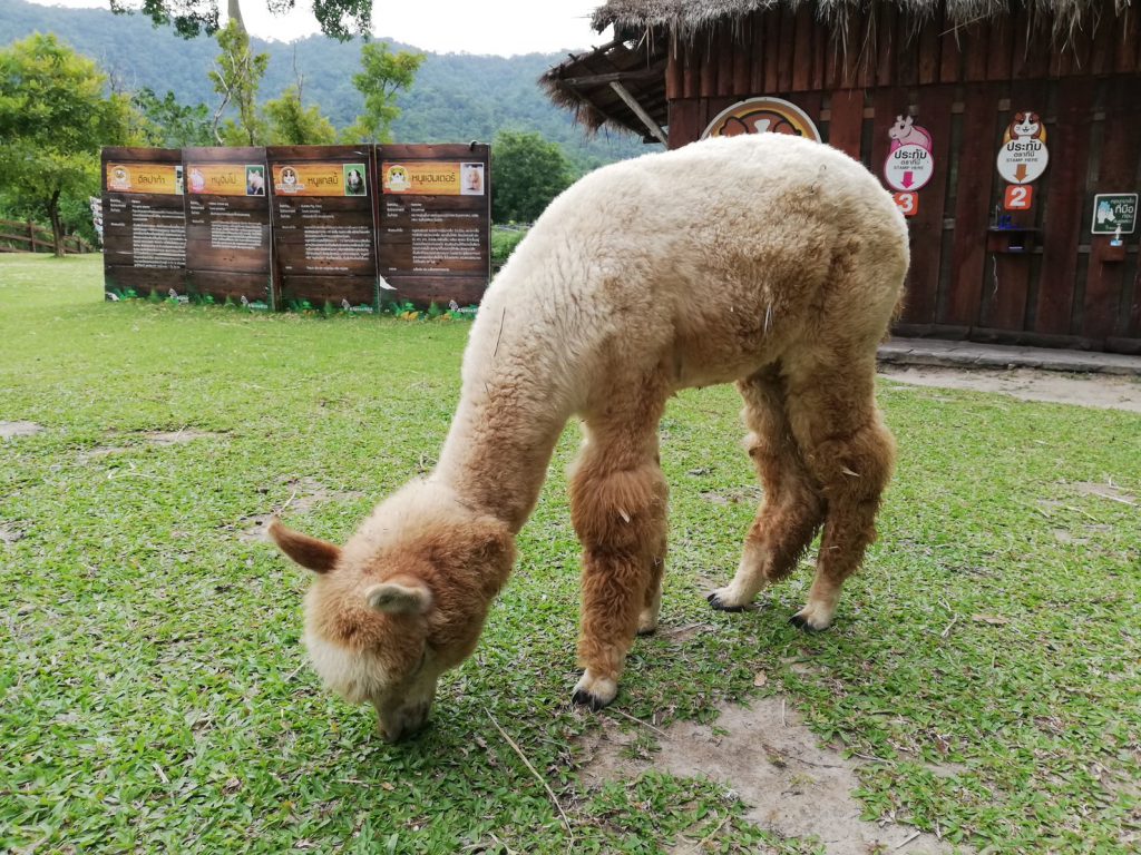 Alpaca สวนผึ้ง ราชบุรี