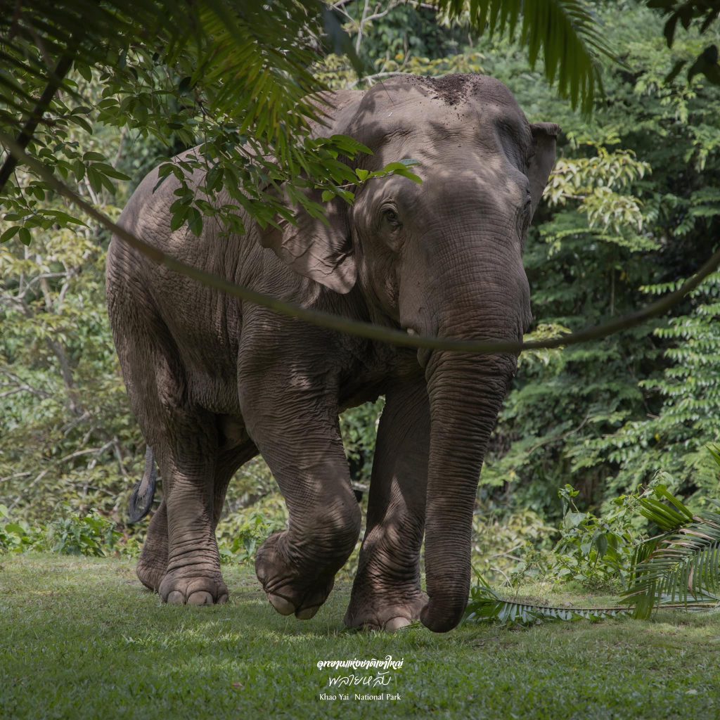 elephant at khaoyai