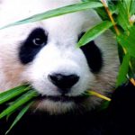 panda chiang mai