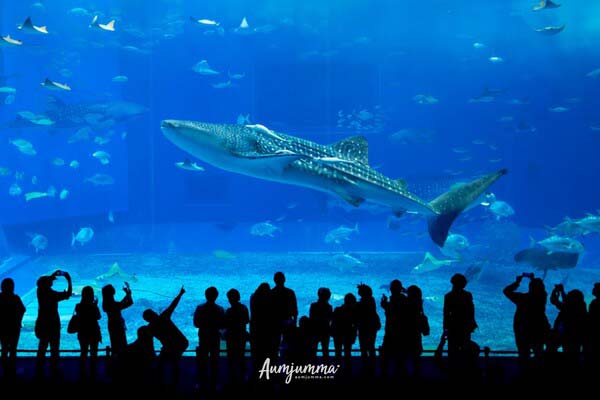 Churaumi Aquarium Okinawa