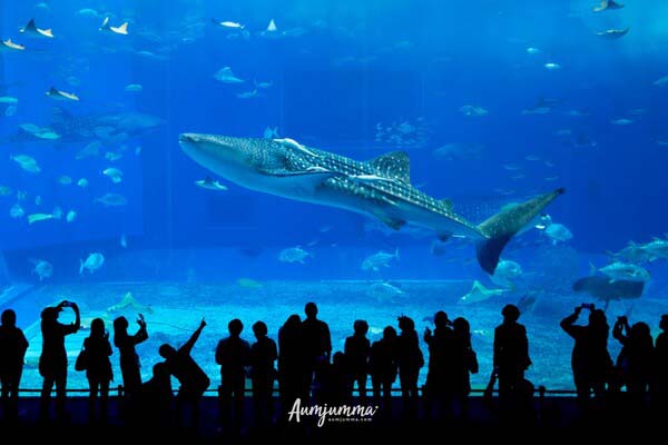 Churaumi Aquarium Okinawa